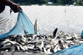 Fisheries और समुद्री निर्यात पर जोर देते हुए मत्स्य पालन क्षेत्र की प्रगति की समीक्षा की, प्रधानमंत्री मोदी ने