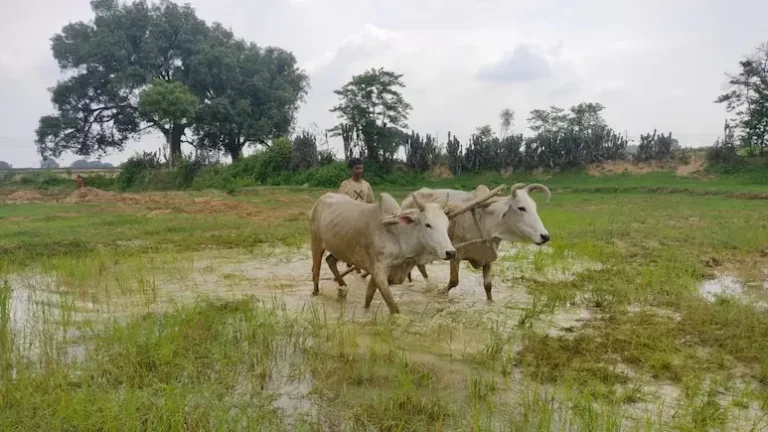 बिहार में जैविक खेती का उभार, गंगा के समीप बने कॉरिडोर से हो रहा परिवर्तन