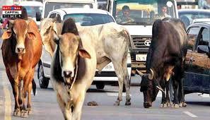 Delhi में बेसहारा पशुओं की समस्या पर मुख्यमंत्री रेखा गुप्ता ने बुलाई अहम बैठक