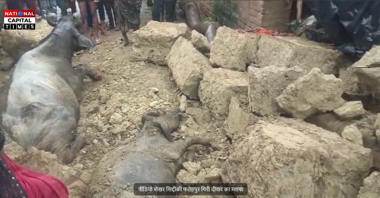 लगातार हो रही बारिश का कहर जारी कच्चा मकान ढहा एक मवेशी की मौत दो घायल   मलबे में दबी तीन भैंसे गृह स्वामी पशुपालक परेशान गांव में कोहराम