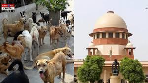 सुप्रीम कोर्ट का कुत्तों पर बड़ा फैसला, PETA ने जताई आपत्ति – क्या बढ़ेगा अराजकता का खतरा?
