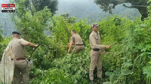चमोली में अवैध भांग की खेती नष्ट, पुलिस ने चलाया अभियान, Cannabis