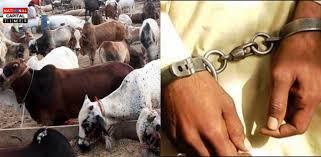 UP: गोकशी एवं गौतस्करी पर यूपी पुलिस की बड़ी कार्रवाई, करोड़ों की संपत्ति ज़ब्त