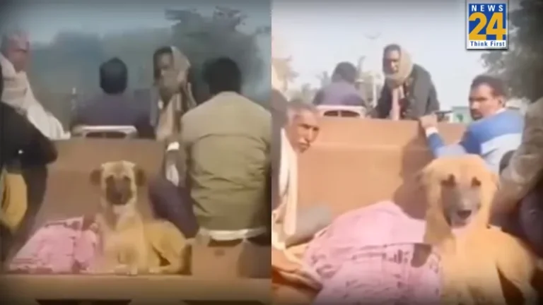 loyal dog, owner's death